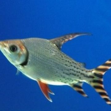 有耐低溫的龍魚嗎（黑魔神雷龍魚和某些雷龍魚品種需要較高的水溫來保持健康）