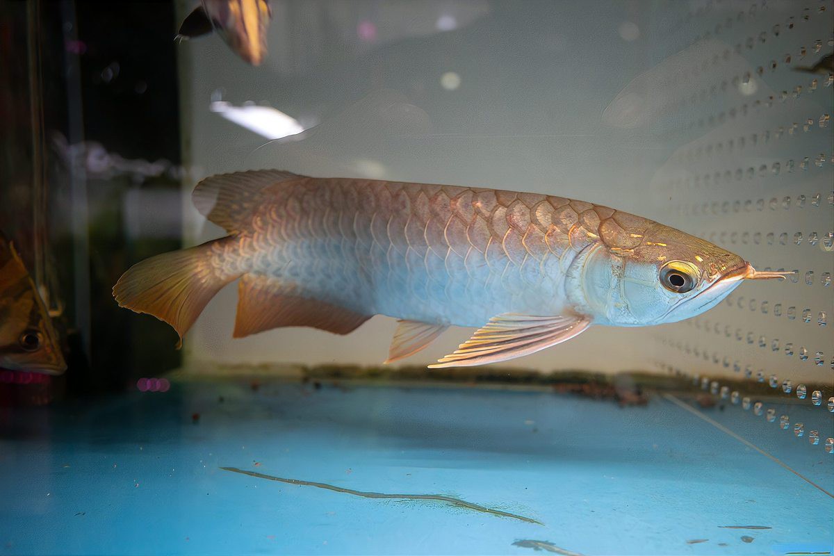 夏季龍魚溫度多少合適喂食