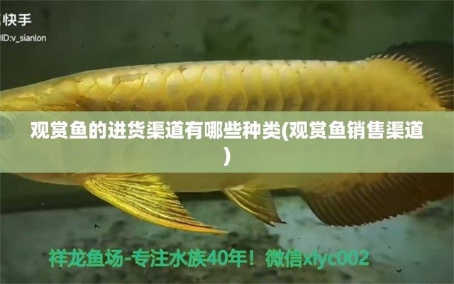 龍魚批發(fā)市場進(jìn)貨渠道（龍魚養(yǎng)殖場直銷優(yōu)勢分析龍魚養(yǎng)殖場直銷優(yōu)勢分析）