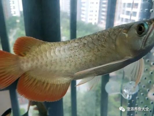龍魚鱗片中間有凸點(diǎn)怎么回事（“龍魚鱗片中間有凸點(diǎn)”關(guān)于龍魚鱗片疾病的防治方法）