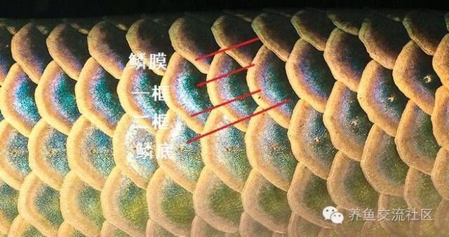 龍魚鱗片中間有凸點(diǎn)怎么回事（“龍魚鱗片中間有凸點(diǎn)”關(guān)于龍魚鱗片疾病的防治方法）