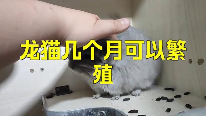 龍貓合籠后多久可以繁殖？