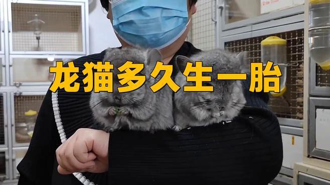 龍貓合籠后多久可以繁殖？