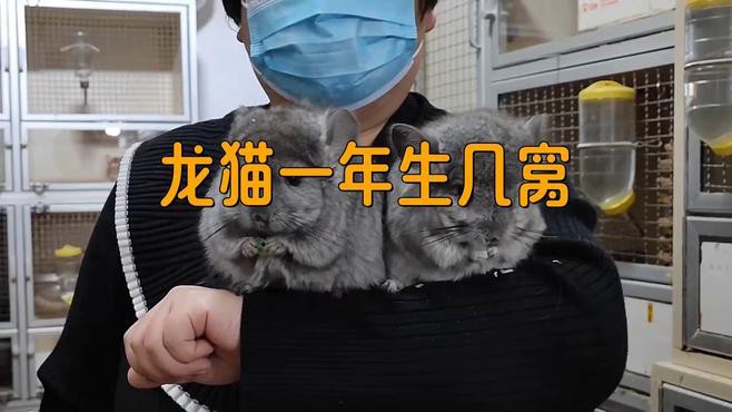 龍貓合籠后多久可以繁殖？