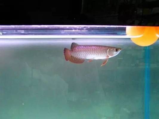 金龍魚高背能變過背金龍魚嗎（如何辨別金龍魚的血統，金龍魚品種鑒賞指南）