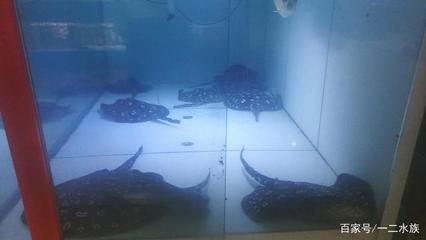 沈陽紅龍魚批發市場（沈陽紅龍魚市場信譽評價，沈陽水族城特色服務介紹）