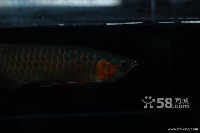龍魚回收嗎（龍魚回收市場價格查詢）