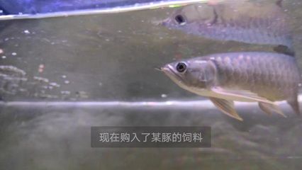 龍魚(yú)訓(xùn)食飼料有哪些好處呢：訓(xùn)食飼料對(duì)龍魚(yú)的成長(zhǎng)和發(fā)展具有重要的作用和作用和功效