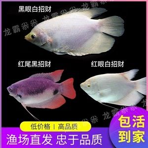 龍魚眼上有白色的點點是什么原因：龍魚眼上出現白色點點是什么原因