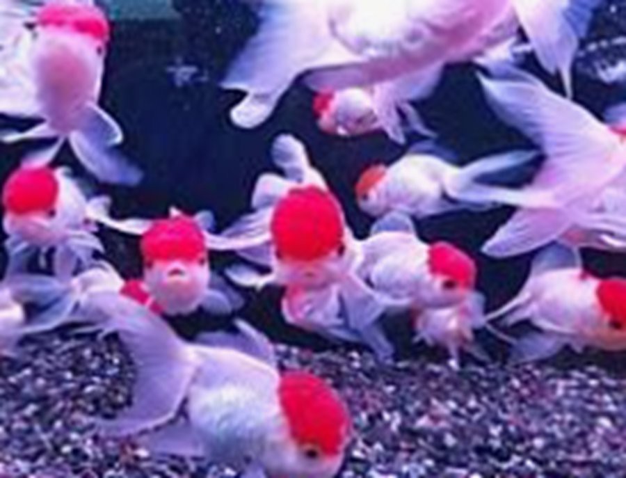 福龍魚的市場需求如何