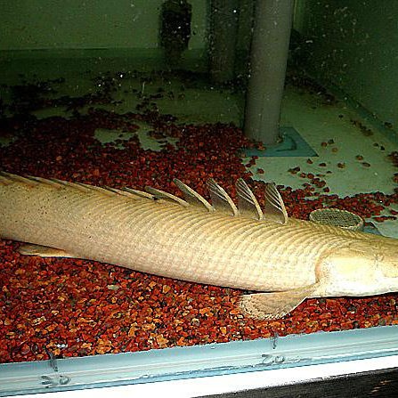 鱷魚恐龍王魚的最大尺寸是多少？