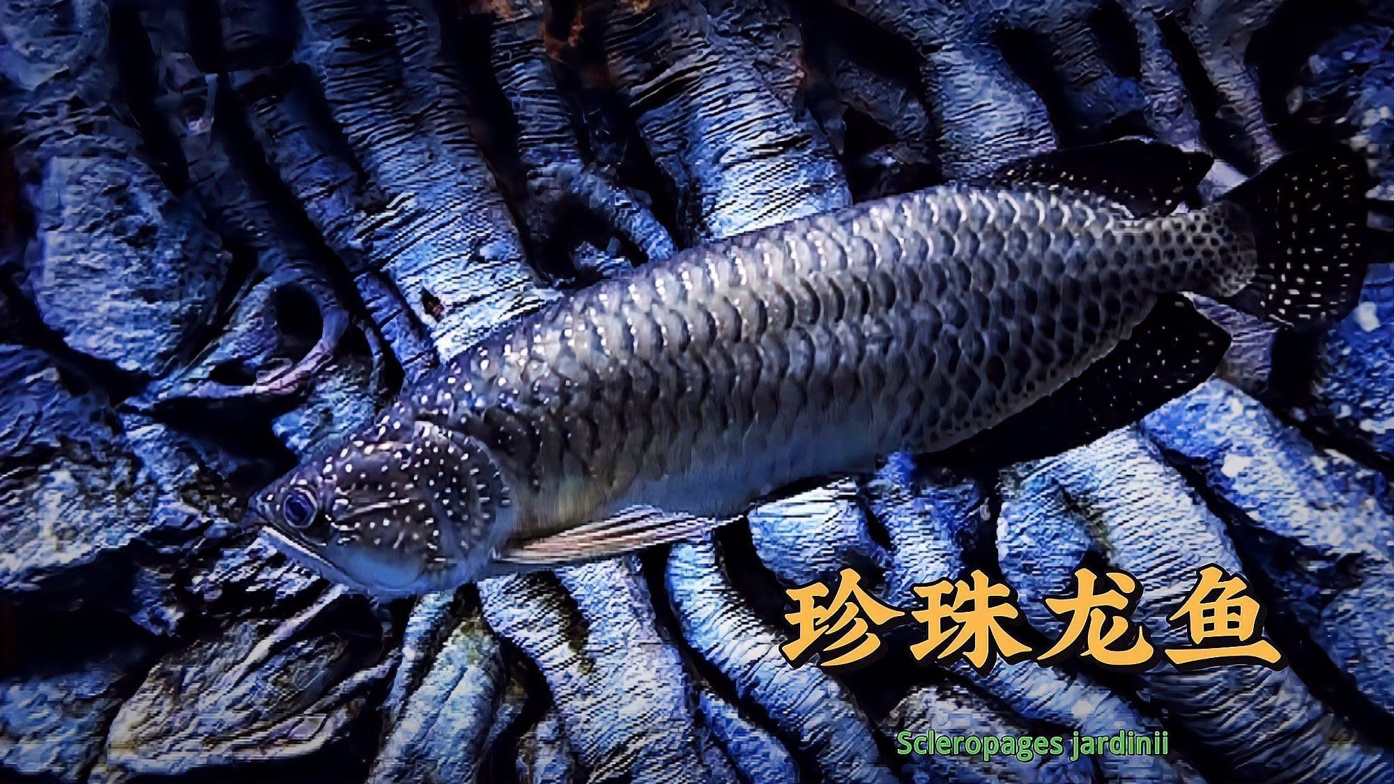斑龍魚是什么魚圖片大全集