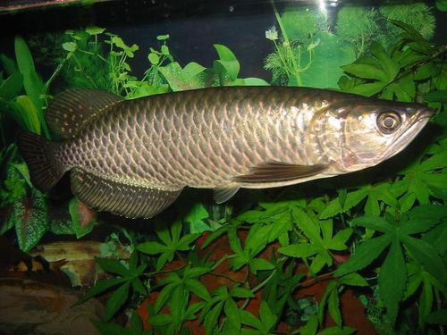 斑龍魚是什么魚圖片大全集