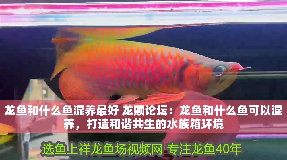 龍魚和什么魚混養最好 龍顛論壇：龍魚和什么魚可以混養，打造和諧共生的水族箱環境