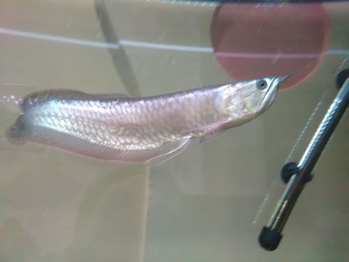 銀龍魚爛鱗圖片大全視頻