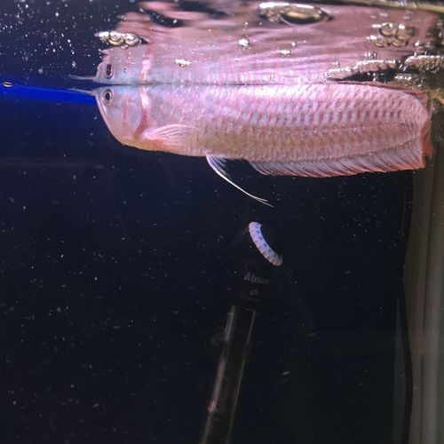 銀龍魚爛鱗圖片大全視頻