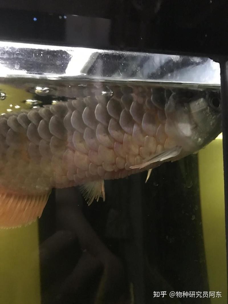 銀龍魚爛鱗圖片大全視頻