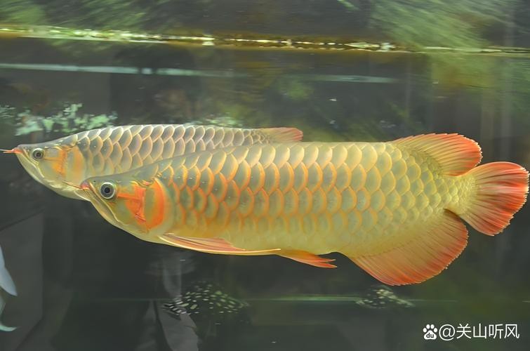 龍魚磚石眼圖片欣賞