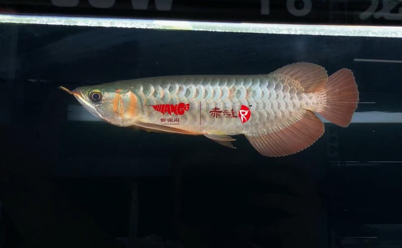 龍魚磚石眼圖片欣賞