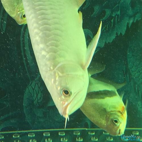 龍魚磚石眼圖片欣賞