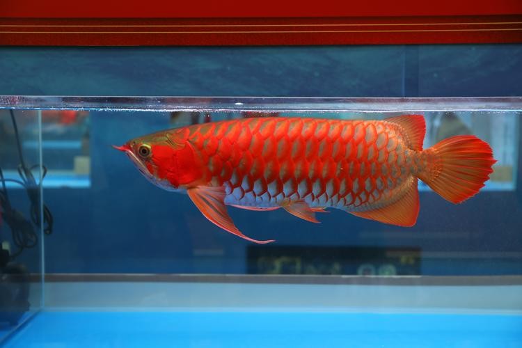 龍魚磚石眼圖片欣賞