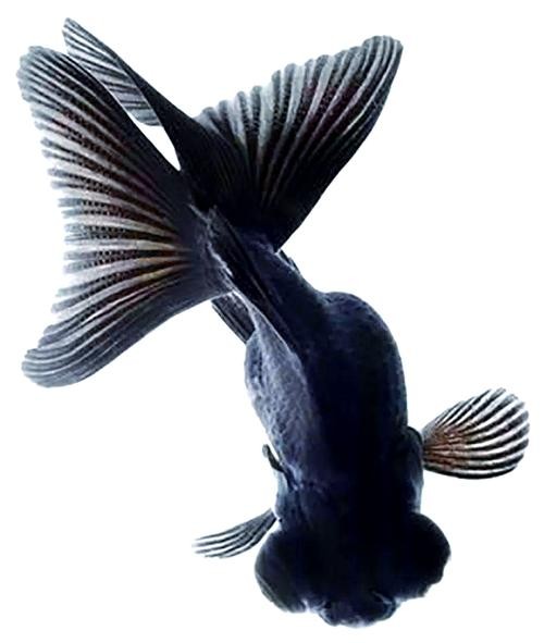 龍魚磚石眼圖片欣賞