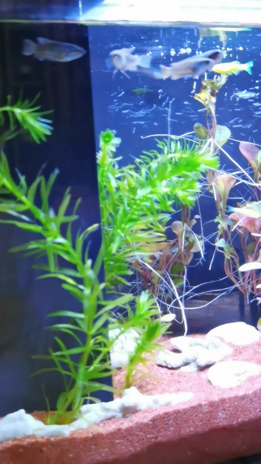 博世龍魚缸價格表圖片