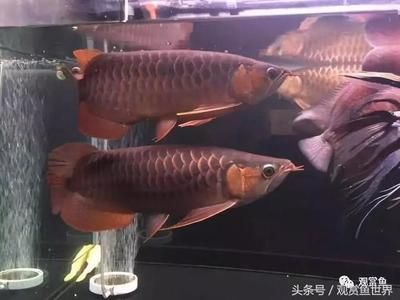 兩條龍魚打的厲害怎么辦：兩條龍魚打得厲害怎么辦