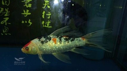 兩條龍魚打的厲害怎么辦：兩條龍魚打得厲害怎么辦