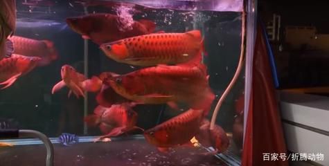 紅龍魚養殖技術最新進展：紅龍魚養殖技術的新進展