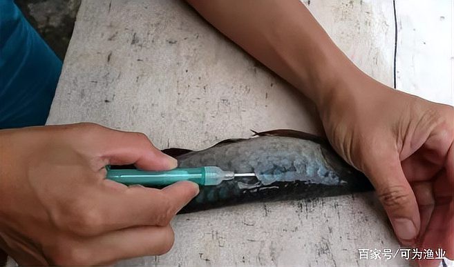 怎么查龍魚的芯片真偽呢