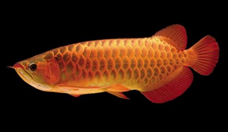 如何喂養龍魚苗長得快：喂養龍魚苗的注意事項