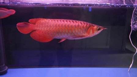 如何讓龍魚七鰭變大：如何讓龍魚七鰭變大，需要考慮以下幾個方面,龍魚七鰭變大