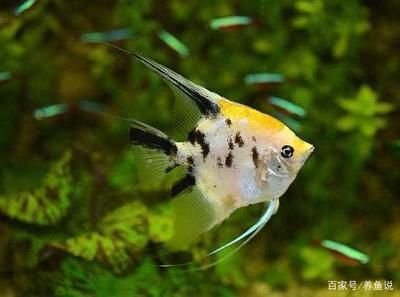 龍魚的魚鱗：如何判斷龍魚的消化能力