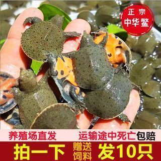 龍魚的魚鱗：如何判斷龍魚的消化能力