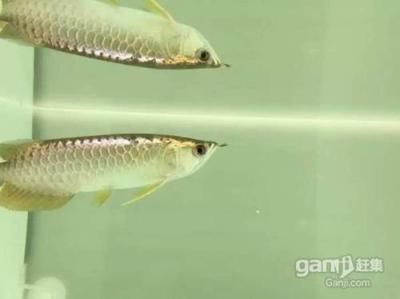 5公分金龍魚苗價(jià)格（5公分的金龍魚苗價(jià)格是多少金龍魚苗多少錢一條）