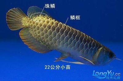 5公分金龍魚苗價(jià)格（5公分的金龍魚苗價(jià)格是多少金龍魚苗多少錢一條）