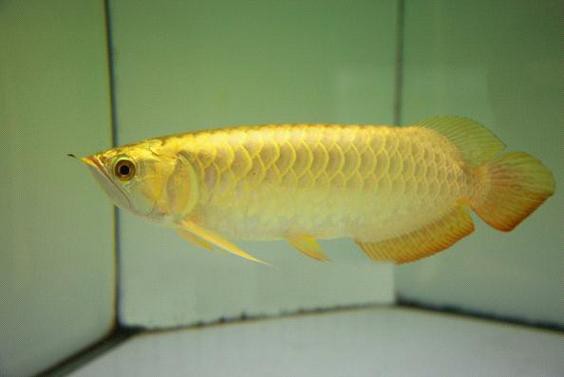 金黃色金龍魚