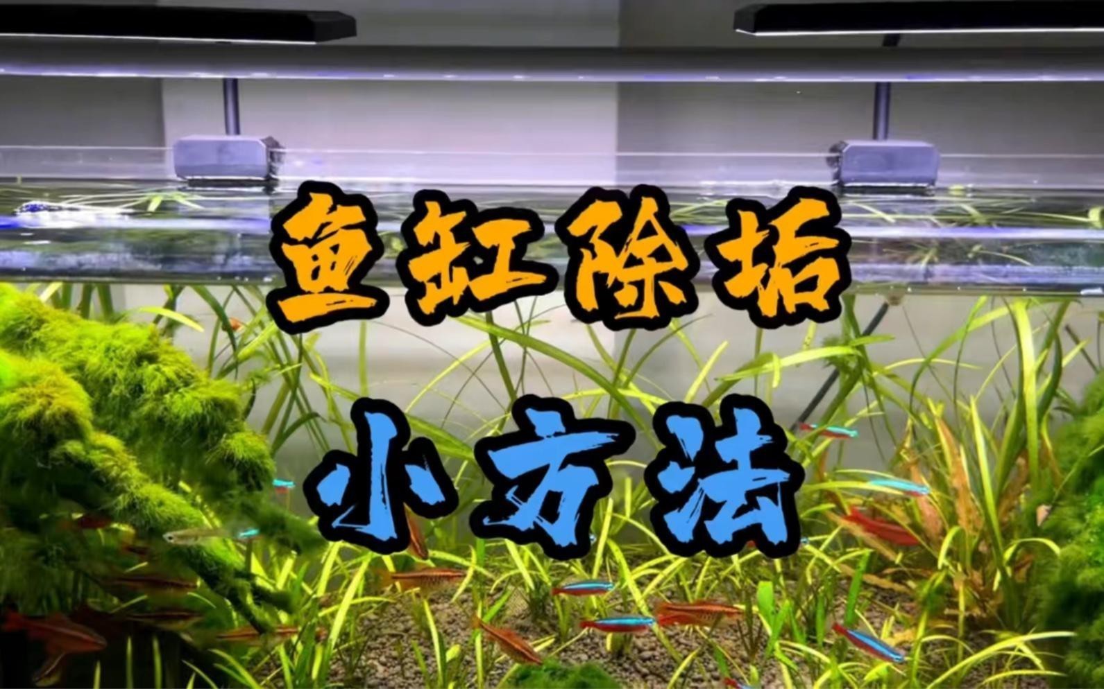 金龍魚缸清潔有哪些步驟？