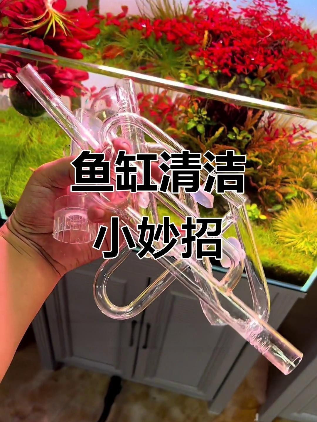 金龍魚缸清潔有哪些步驟？