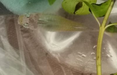 龍魚嘴上長(zhǎng)白色絮狀物（龍魚嘴上長(zhǎng)白色絮狀物可能由多種原因引起的原因引起）