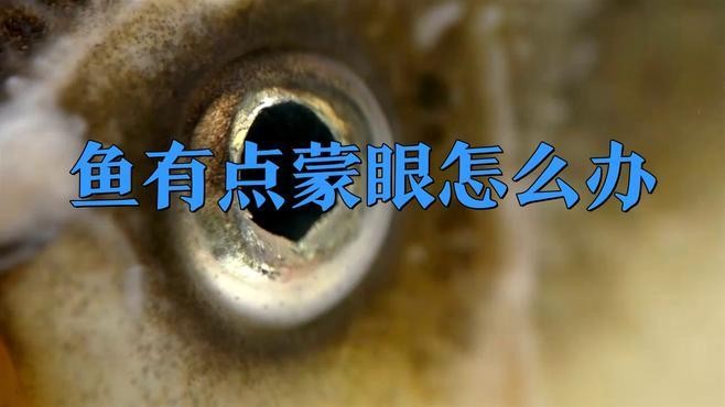 銀龍魚(yú)蒙眼多久能好啊