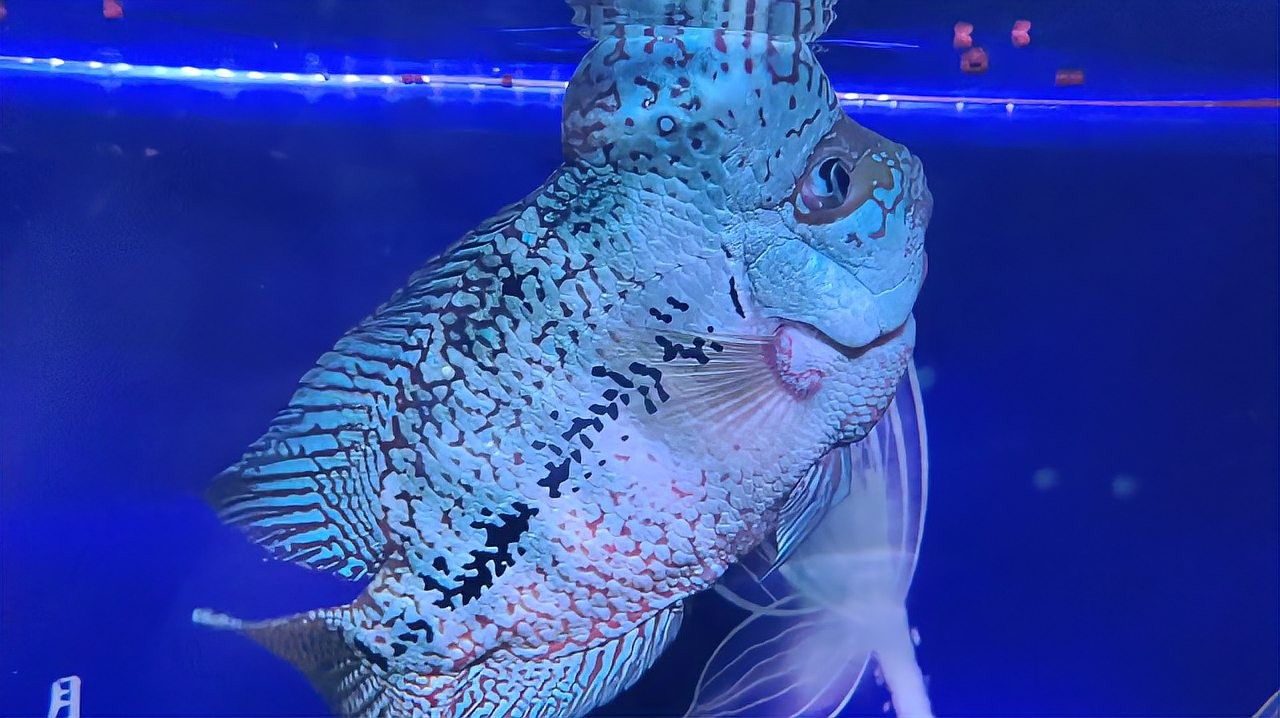 銀龍魚(yú)蒙眼多久能好啊