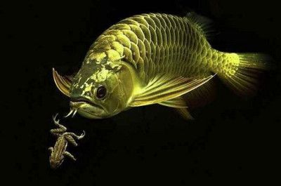 怎么看到龍魚(yú)吃東西了（如何判斷龍魚(yú)是否已經(jīng)吃飽）