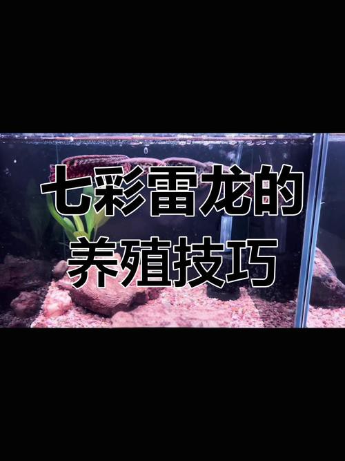 七彩龍魚圖片