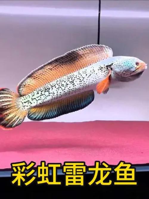 七彩龍魚圖片