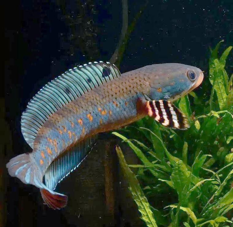 七彩龍魚圖片