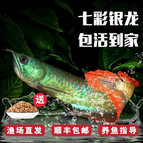 七彩龍魚圖片