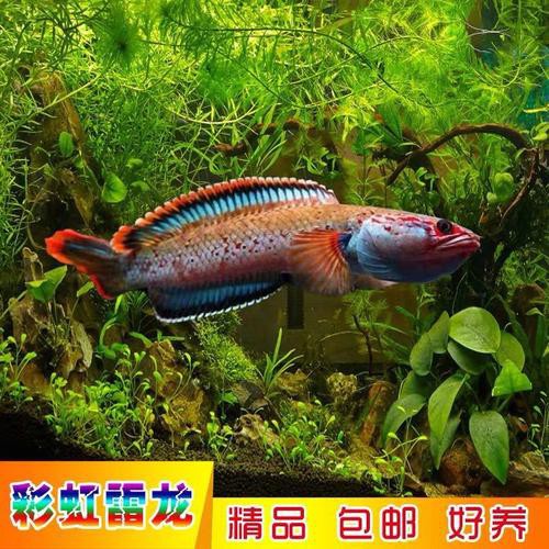 七彩龍魚圖片
