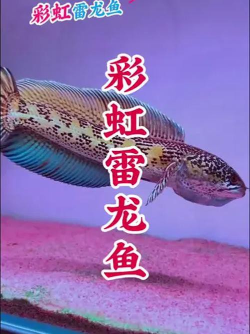 七彩龍魚圖片